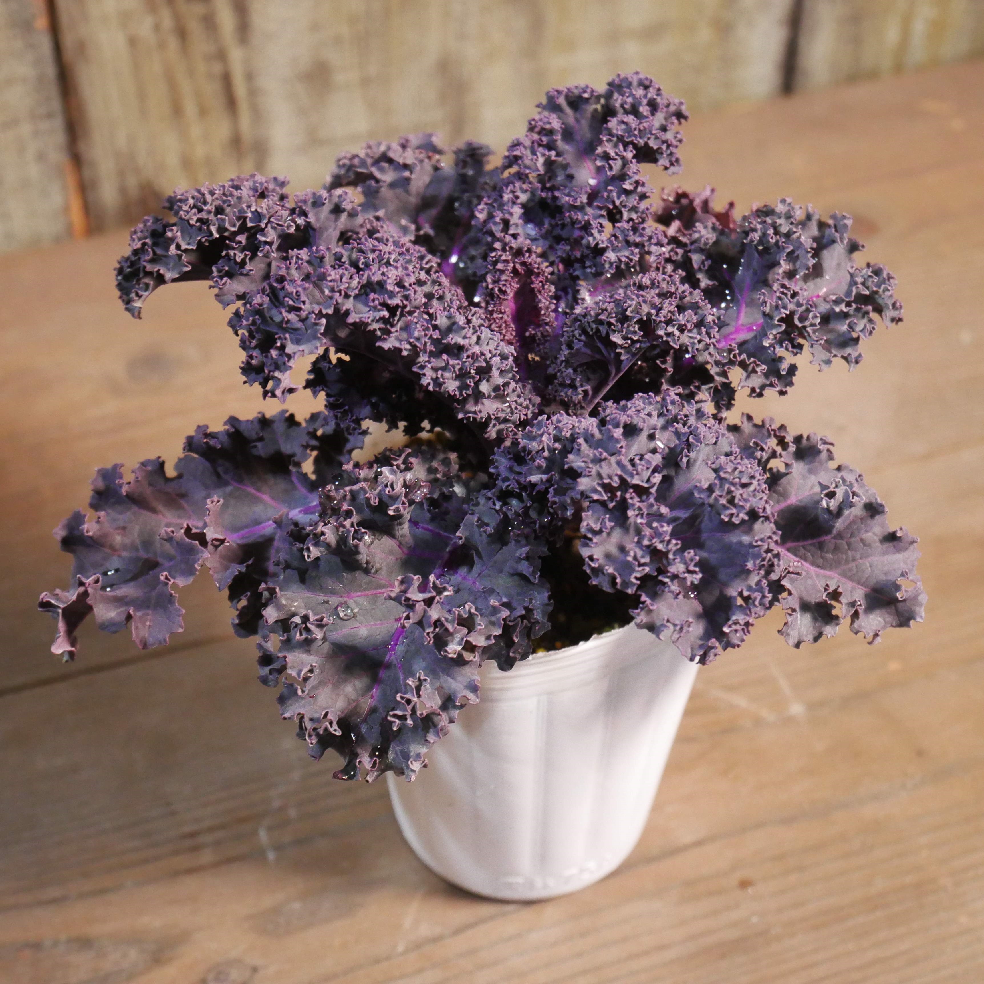 【26年秋冬11月中旬納品】葉牡丹(茨城)