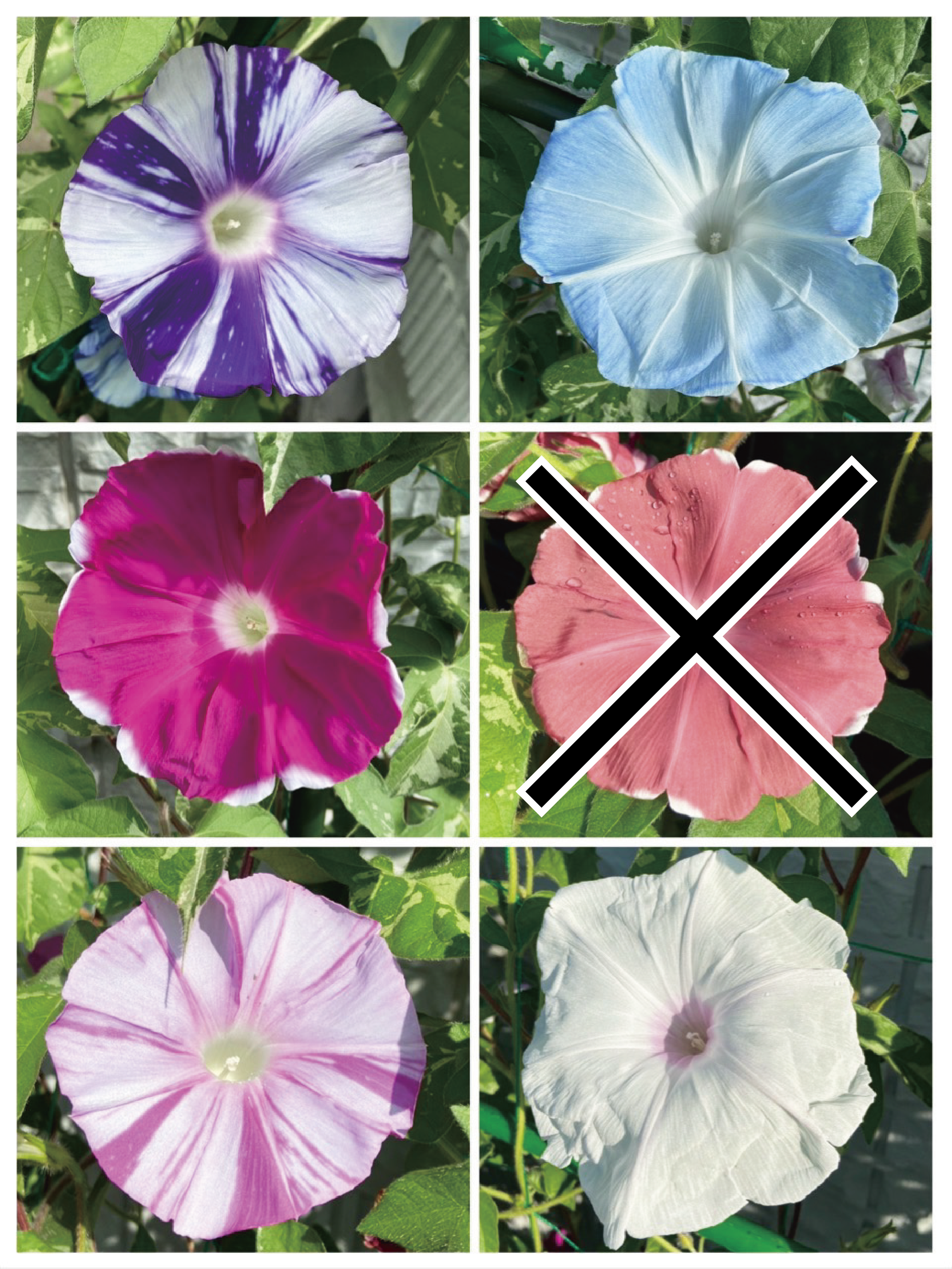 【26春夏6月中旬納品】朝顔ご当地シリーズ5品種アソート