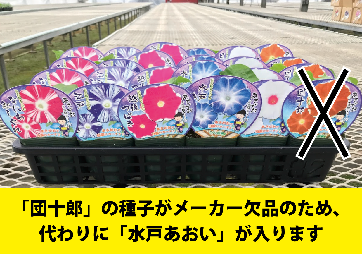 【26春夏4月下旬納品】朝顔ご当地シリーズ5品種アソート